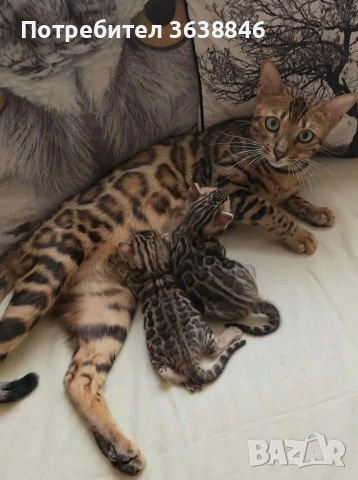 Бенгалски котете, снимка 2 - Други - 53271804
