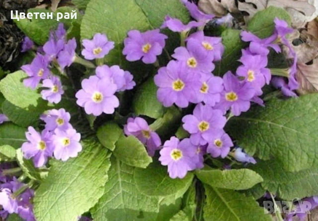 Иглика в саксия, зимоустойчиво и многогодишно растение , снимка 2 - Градински цветя и растения - 53759487