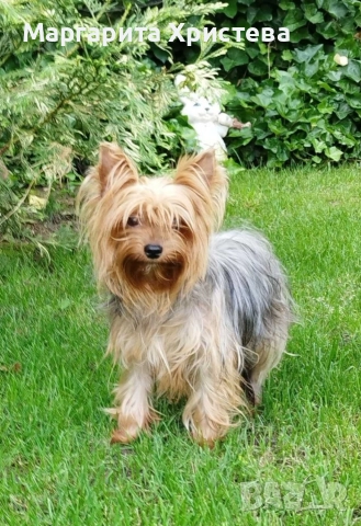 Йоркширски териер , снимка 9 - Йоркширски териер - 52850982