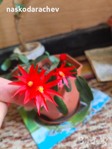 Стайно цвете "Великденче"