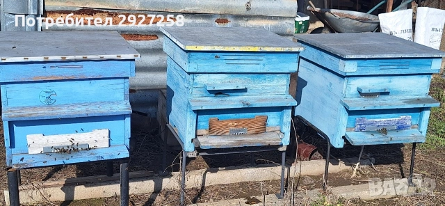 Презимували пчелни семейства 