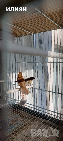 Японски амадини, снимка 2 - Амадини - 53653302