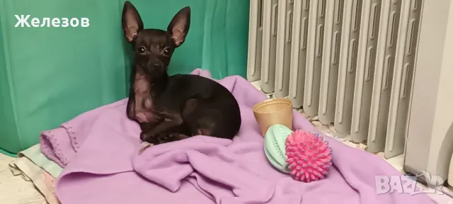 Търсим Елегантна Дама , снимка 2 - Чихуахуа - 49334252