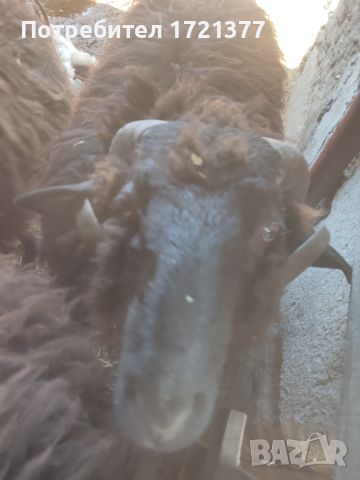 Продавам каракачански коч/ може и бартер за друг коч, снимка 4 - Овце - 45415891