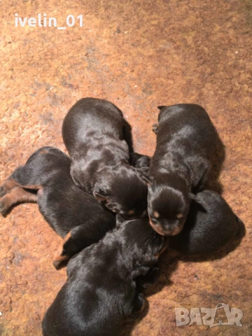 Продават се малки ротвайлерчера, снимка 8 - Ротвайлер - 53676581