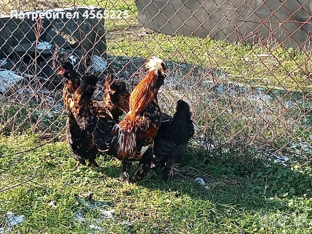 Яйца, снимка 3 - други­ - 53085203