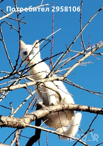 бяло мъжко коте, сини очи, 6 мес., снимка 9 - Британска късокосместа - 53197414