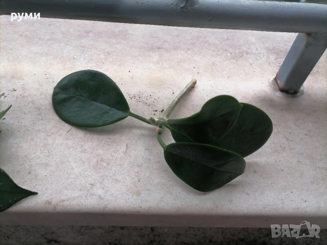 хоя резници ,Карноза и Аустралис, снимка 4 - Стайни растения - 53945547