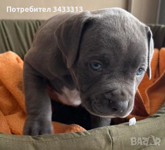 Продавам сини питбули