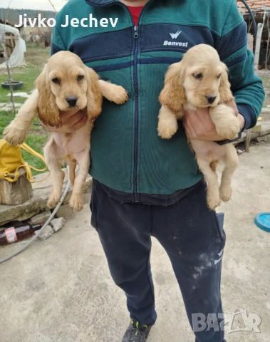 Кокер Шпаньол , снимка 4 - Кокер шпаньол - 53865544