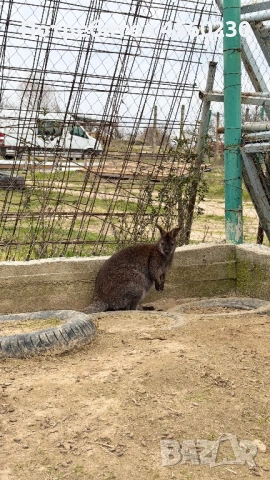 Кенгуру Валаби (ръждивоврато кенгуру) , снимка 3 - Други животни - 53910179