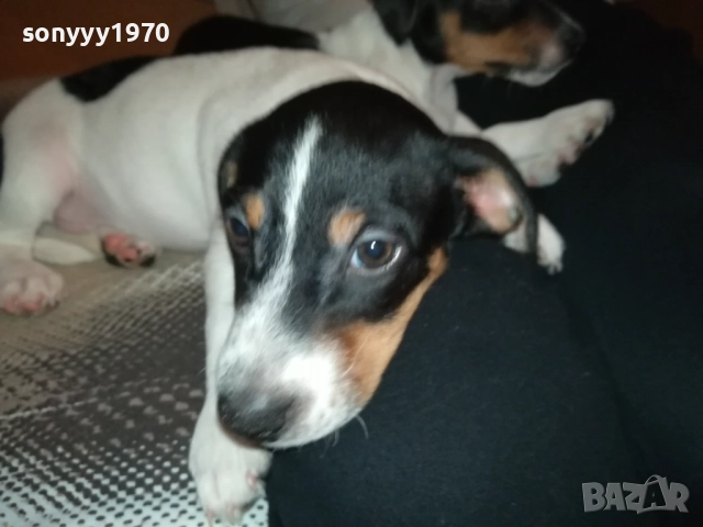бебе джак-женско 2810251642, снимка 9 - Джак ръсел териер - 52213728