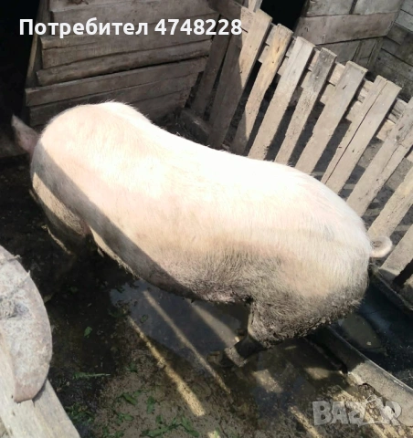 Продава се прасенцето 