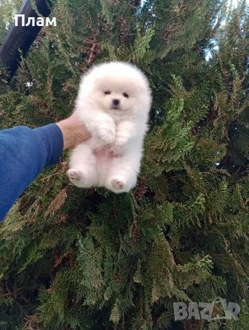 Мъжки и женски Померани.Реални снимки !