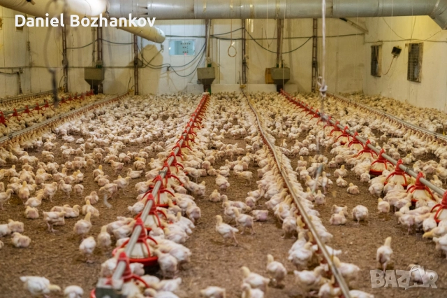 ДО 27.11.25 Пилета Бройлери от ферма в с. Кесарево, снимка 3 - Кокошки и пуйки - 52398946