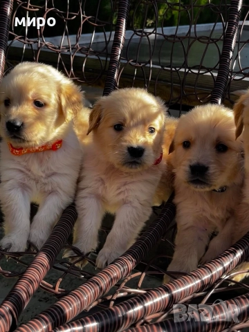 Чистокръвни Голдън ретривър бебета идеален подарък за приятели или малки деца Коледа , снимка 3 - Голдън ретривър - 52566220