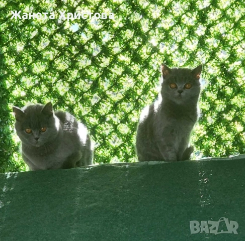Продавам британски късокосмести котета 