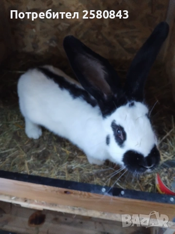 Зайци немска пеперуда чисти, снимка 14 - Други - 54154671