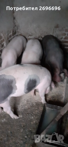 Продавам прасе