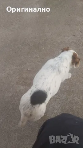 Джак ръсел 05.12.2024г , снимка 3 - Джак ръсел териер - 49945036