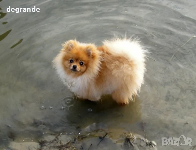 Продаваме златист Померан
