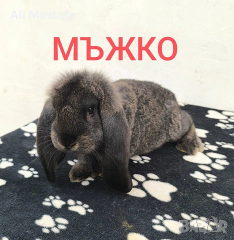 ЗАЙЦИ, снимка 2 - Други - 53465684