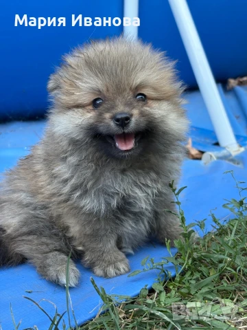 Продавам бебета мини немски шпиц , снимка 1