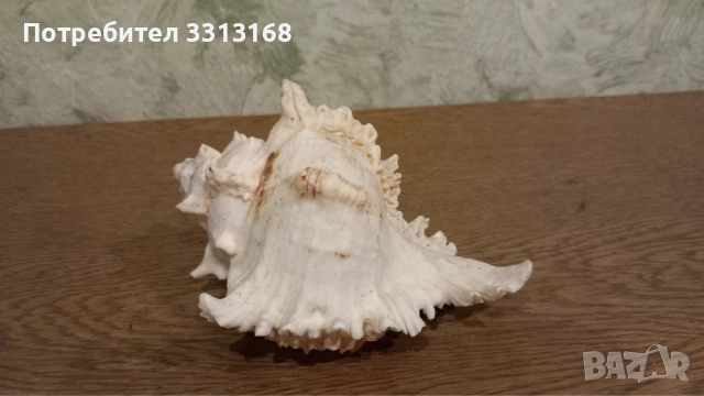 Раковина , снимка 2 - Декорация за дома - 52192638