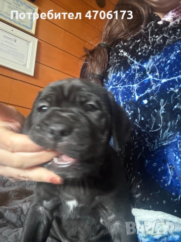 Кане Корсо / Cane Corso, снимка 9 - Кане корсо - 53065228