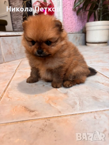 Померан мини, снимка 2 - Померан - 53063376