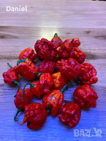 Carolina Reaper Каролина Рипер, снимка 1 - Градински цветя и растения - 47206890