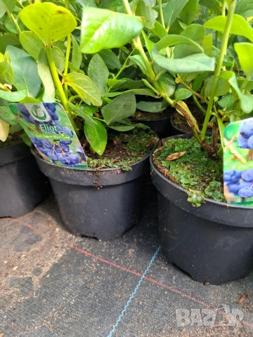 Американска боровинка в саксия , снимка 2 - Градински цветя и растения - 51862841