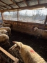 Продавам овце, снимка 1