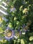 Голяма Пасифлора Студоустойчива, снимка 1 - Градински цветя и растения - 45601831
