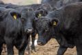 Продавам телета и крави порода Абърдийн Ангъс (Блек Ангъс), снимка 1 - Крави - 45824174