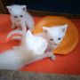 Бели котета търсят любящи стопани, снимка 1
