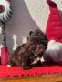 Мини йоркширски териер -шоколадово!!, снимка 2