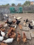 Продавам домашни яйца , снимка 2