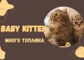 Scottish fold/Шотладска клепоуха синеоки, снимка 9