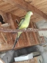 Продавам планински папагал женски, снимка 1