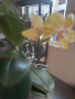 Орхидея Шедьовър Декорум , снимка 3