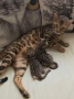 Бенгалски котете, снимка 2