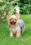 Йоркширски териер , снимка 9