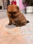 Померан мини, снимка 2