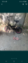 Детско колело велосипед 12 цола с нови гуми , снимка 3