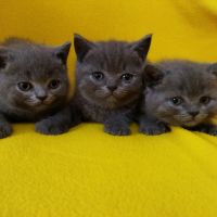 Британски котенца, синьо - сиви !, снимка 2 - Британска късокосместа - 46052407