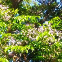 Декоративно дърво красиво и ароматно цъфтящо, разсад, снимка 5 - Градински цветя и растения - 46099714