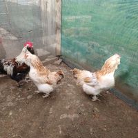 Пилета, снимка 5 - Кокошки и пуйки - 45775937