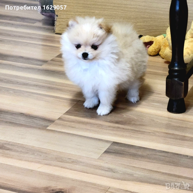 Померан/Мини померан , снимка 1