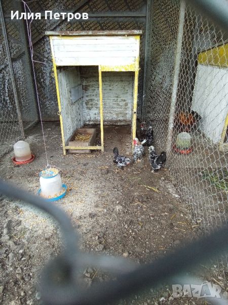 яйца за люпене струмска джинка , снимка 1